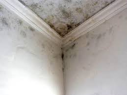 Trusted Mount Vernon, IL Mold Removal & Remediation Experts